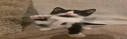 Mixed Breed cats for sale: Tuxedo kitten - Advert 8