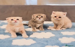 Scottish Fold cats for sale: Adorable Kittens Ready For New Home - Image 2