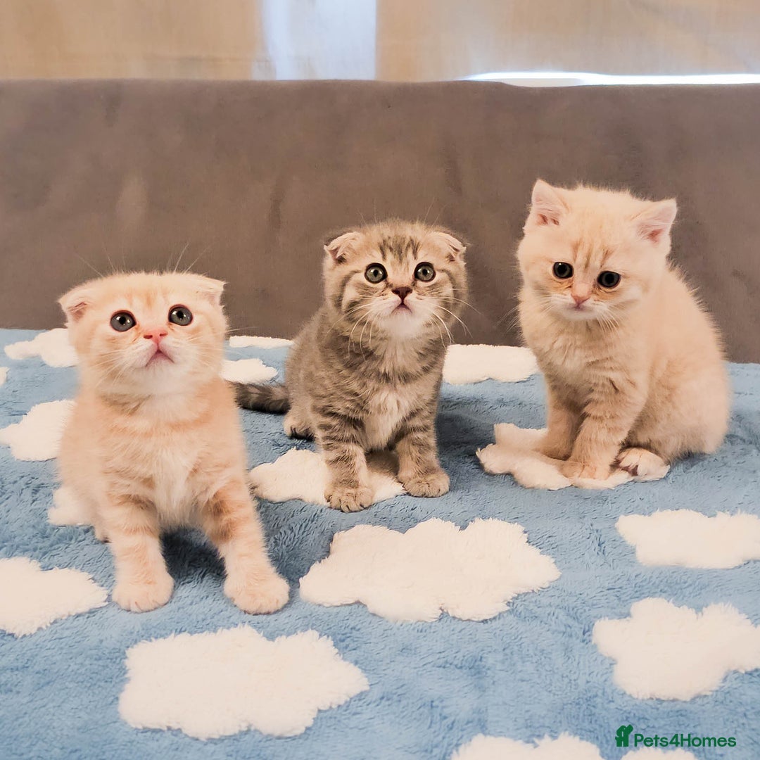 Scottish Fold cats for sale: Adorable Kittens Ready For New Home - Image 2
