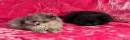 Pomeranian dogs for sale:  Adorable Pomeranian Puppies Merle, Sable & Black - Advert 17