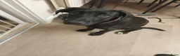 Mixed Breed dogs for sale: Belgium and german shepard mix breed puppy  - Advert 3