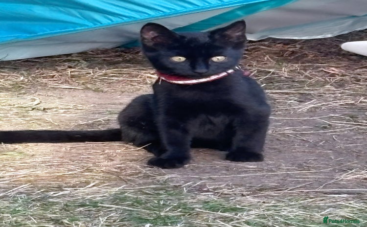 Mixed Breed cats - Advert 15