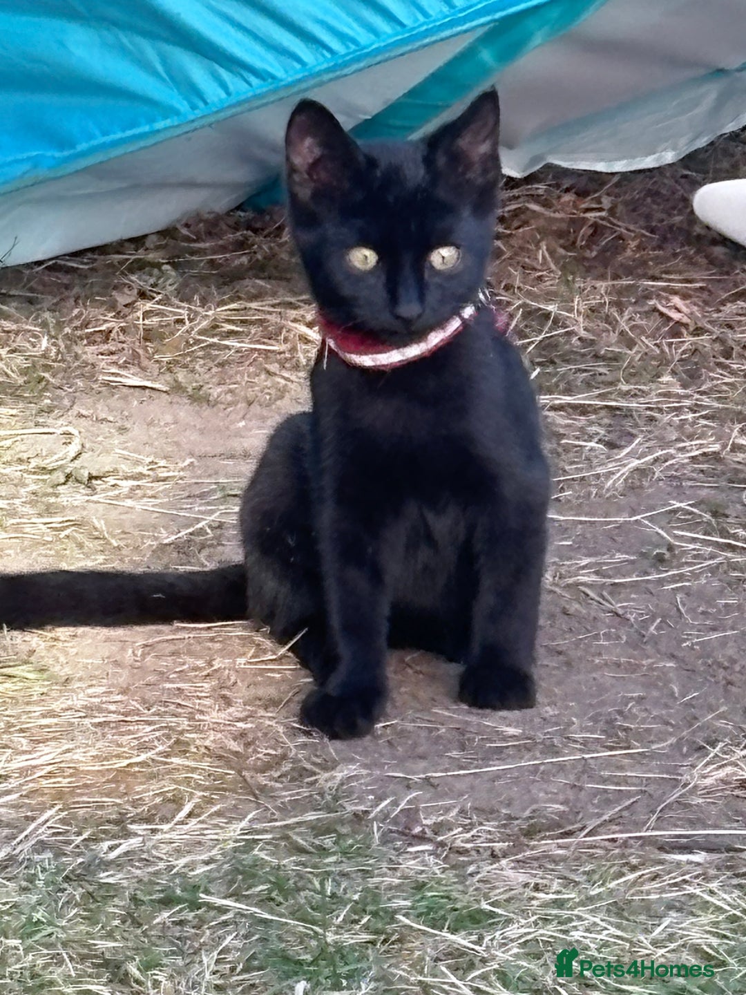 Mixed Breed cats for sale: Male kitten looking for loving home  - Image 1