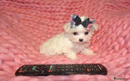 Maltipoo dogs for sale: *Micro Tiny F1 Maltese x Toy Poodle Maltipoo Pup* - Image 1