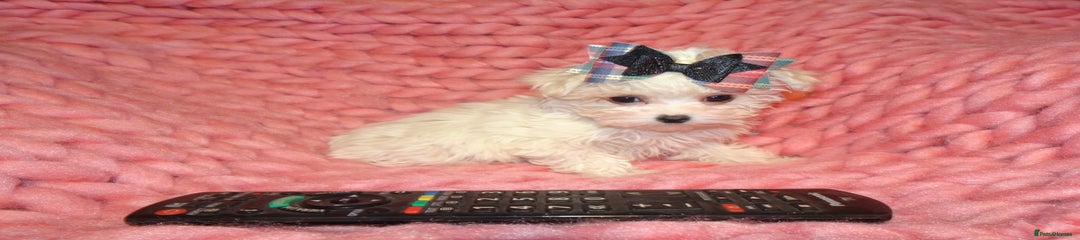 Polly