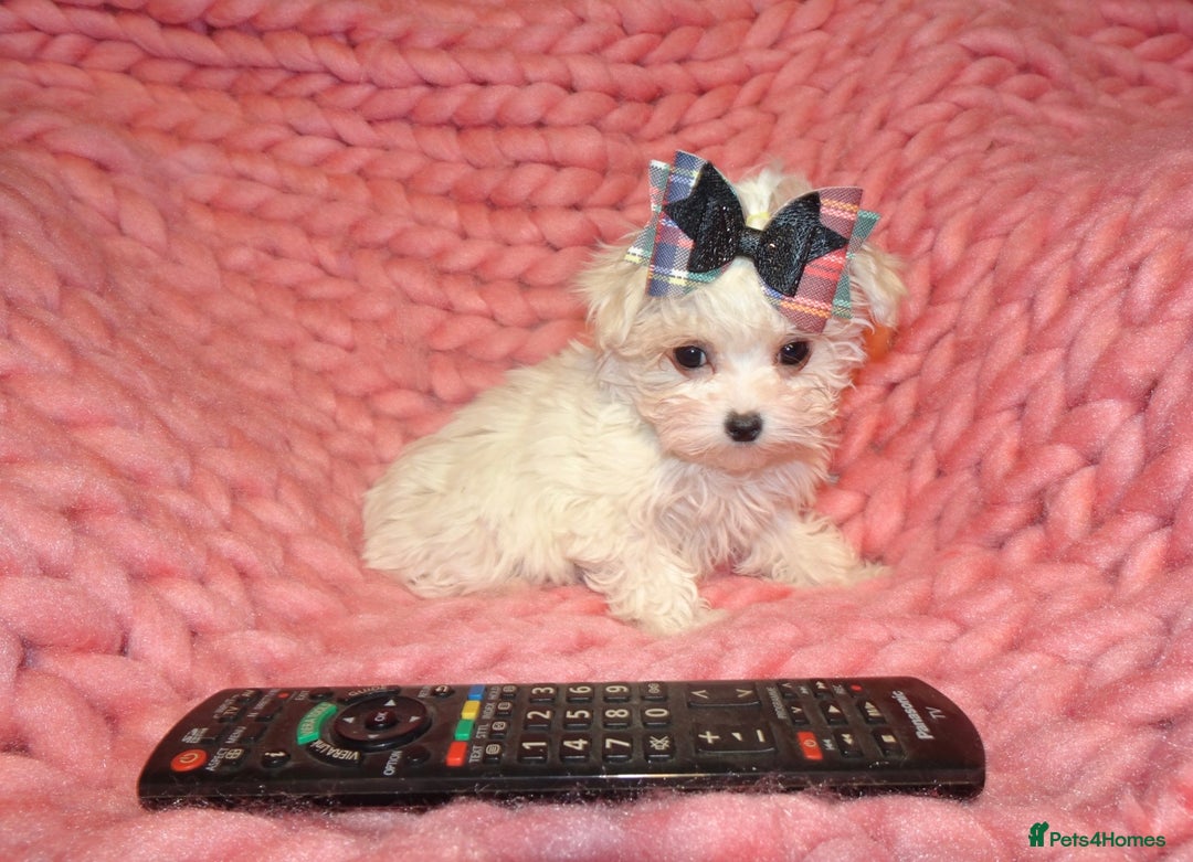 Maltipoo dogs for sale: *Micro Tiny F1 Maltese x Toy Poodle Maltipoo Pup* - Image 1