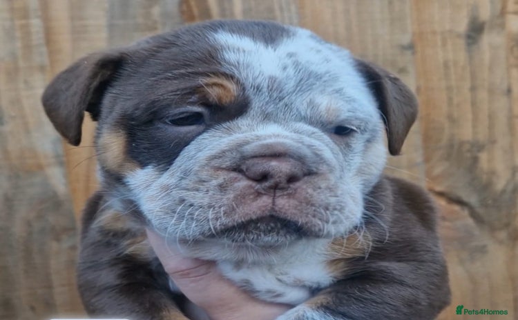 English Bulldog dogs - Advert 18