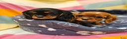 Cavalier King Charles Spaniel dogs for sale: Cavalier king Charles puppies  in Glasgow - Advert 3