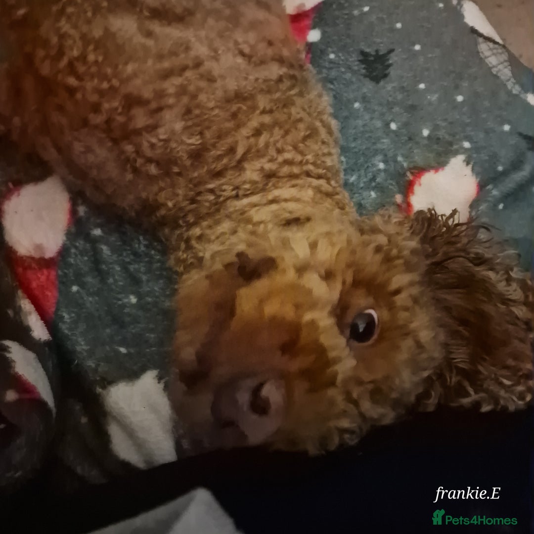 Cockapoo dogs for sale: Cocker poo - Advert 3