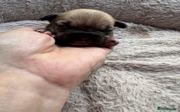 French Bulldog dogs for sale: Litter of mixed colour French bulldog puppies  - Advert 25