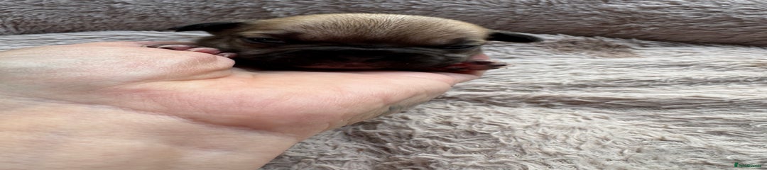 French Bulldog Puppy 5