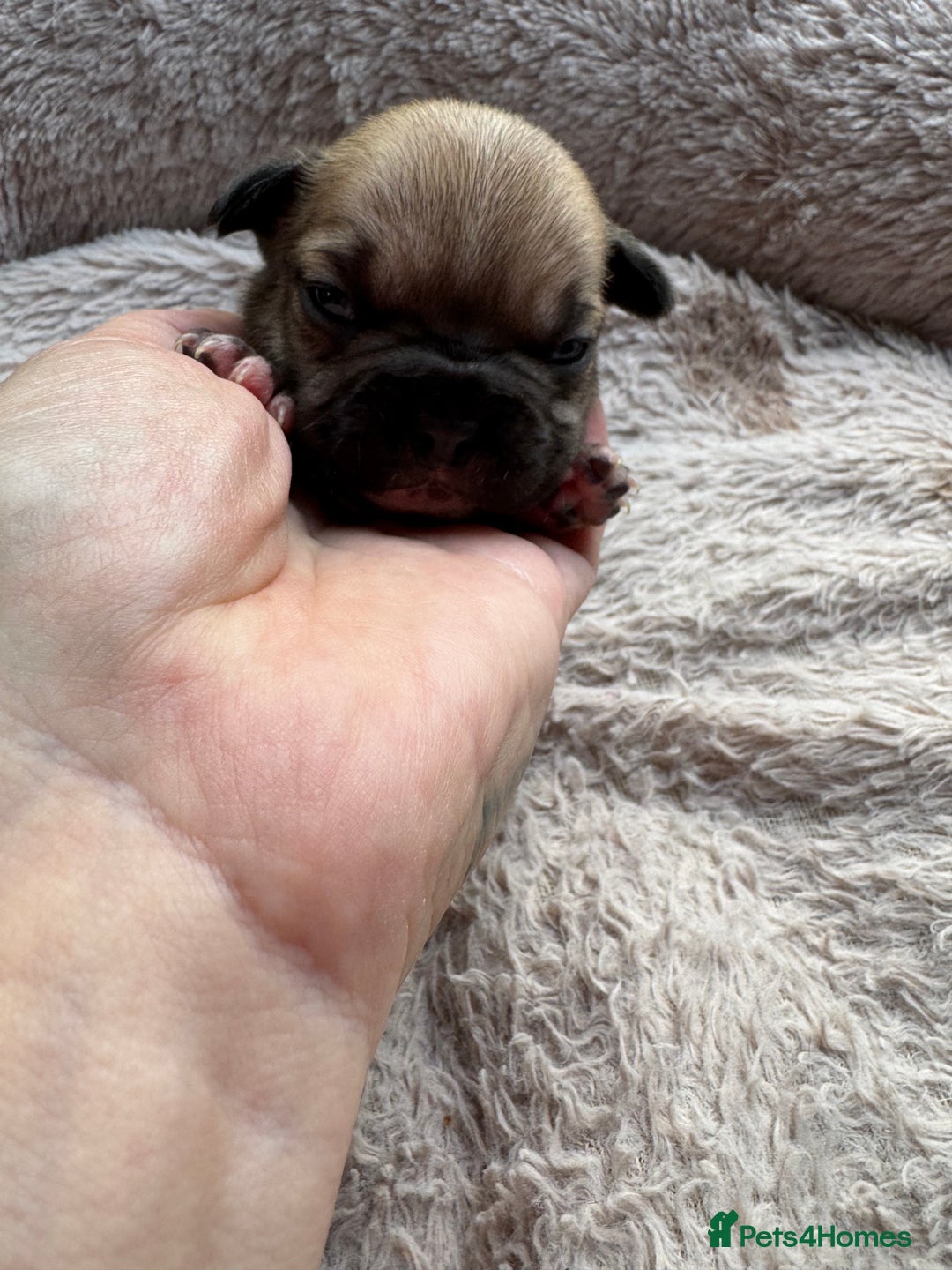 French Bulldog dogs for sale: Litter of mixed colour French bulldog puppies  - Advert 25