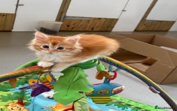 Maine Coon cats for sale: Red Maine coon female kittens, TICA reg - Image 10