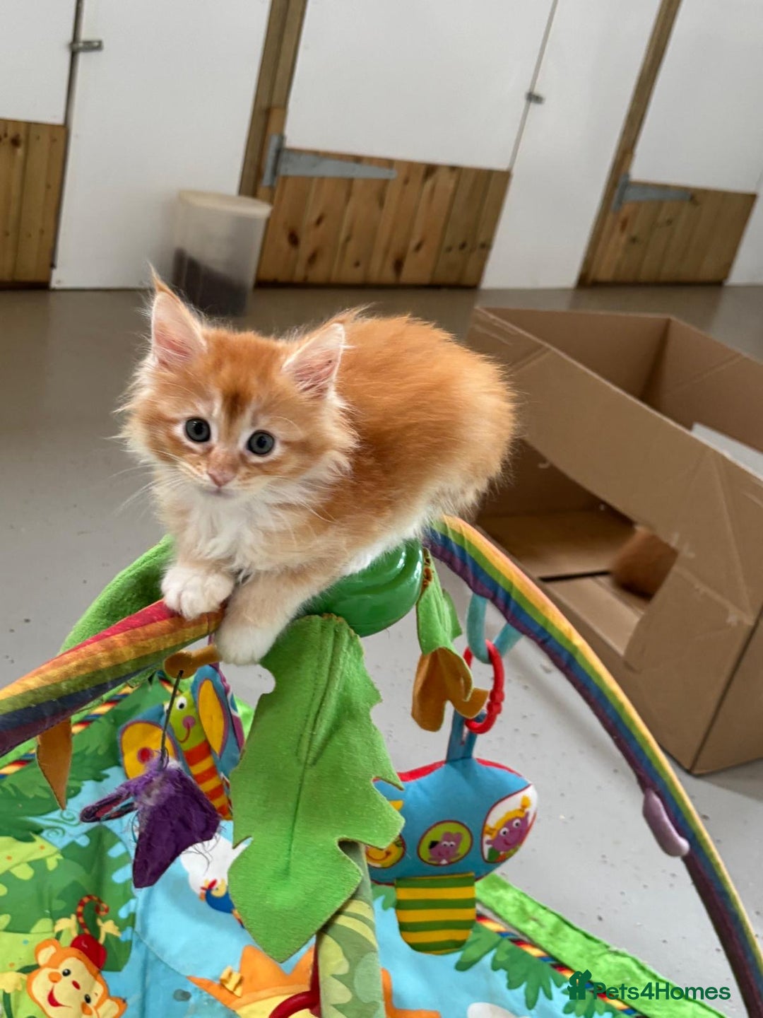 Maine Coon cats for sale: Red Maine coon female kittens, TICA reg - Image 10