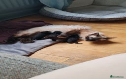 RagaMuffin cats for sale: Ragamuffin kittens  - Image 26