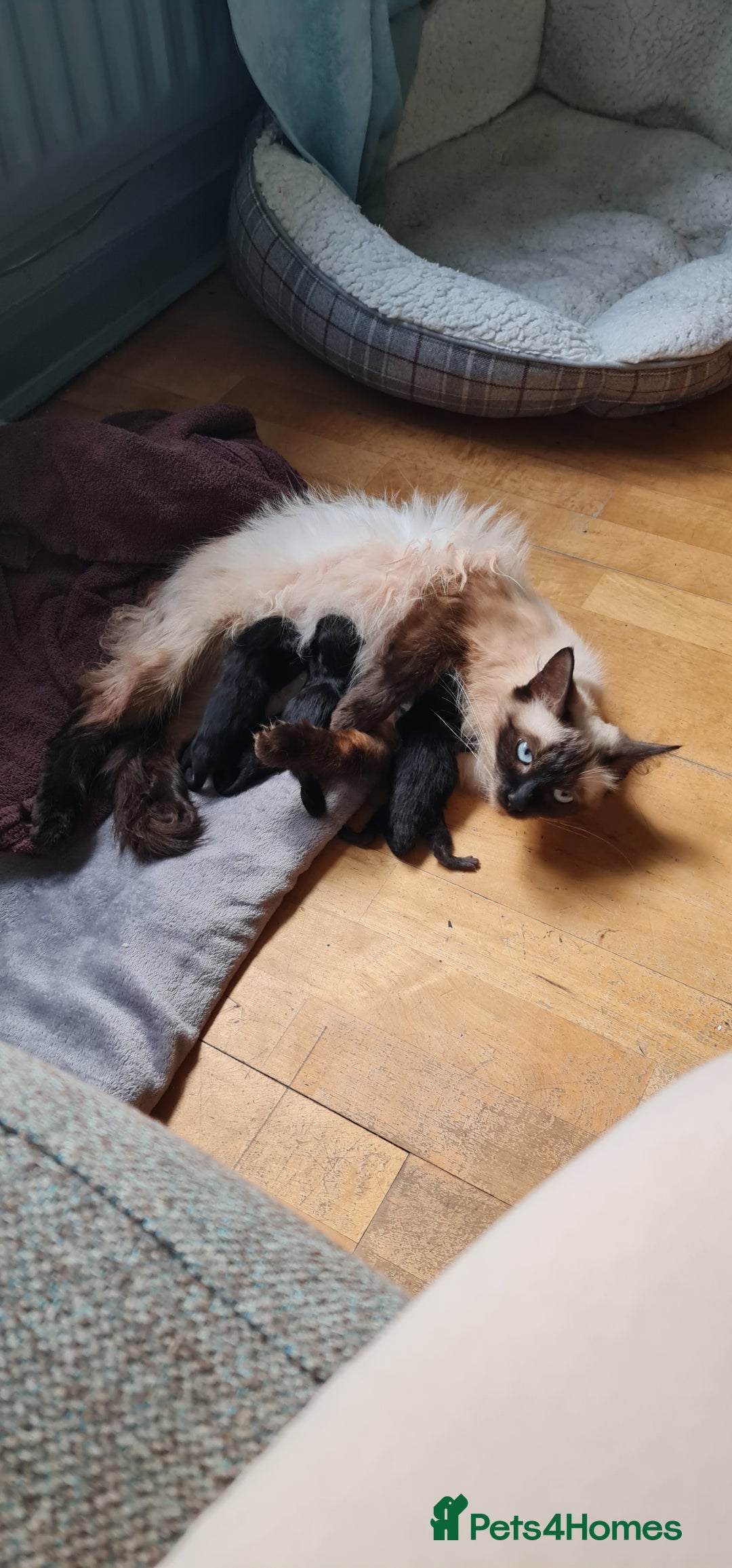 RagaMuffin cats for sale: Ragamuffin kittens  - Image 26