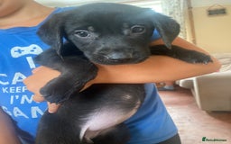 Labrador Retriever dogs for sale: Lovely Labrador puppies  - Image 27