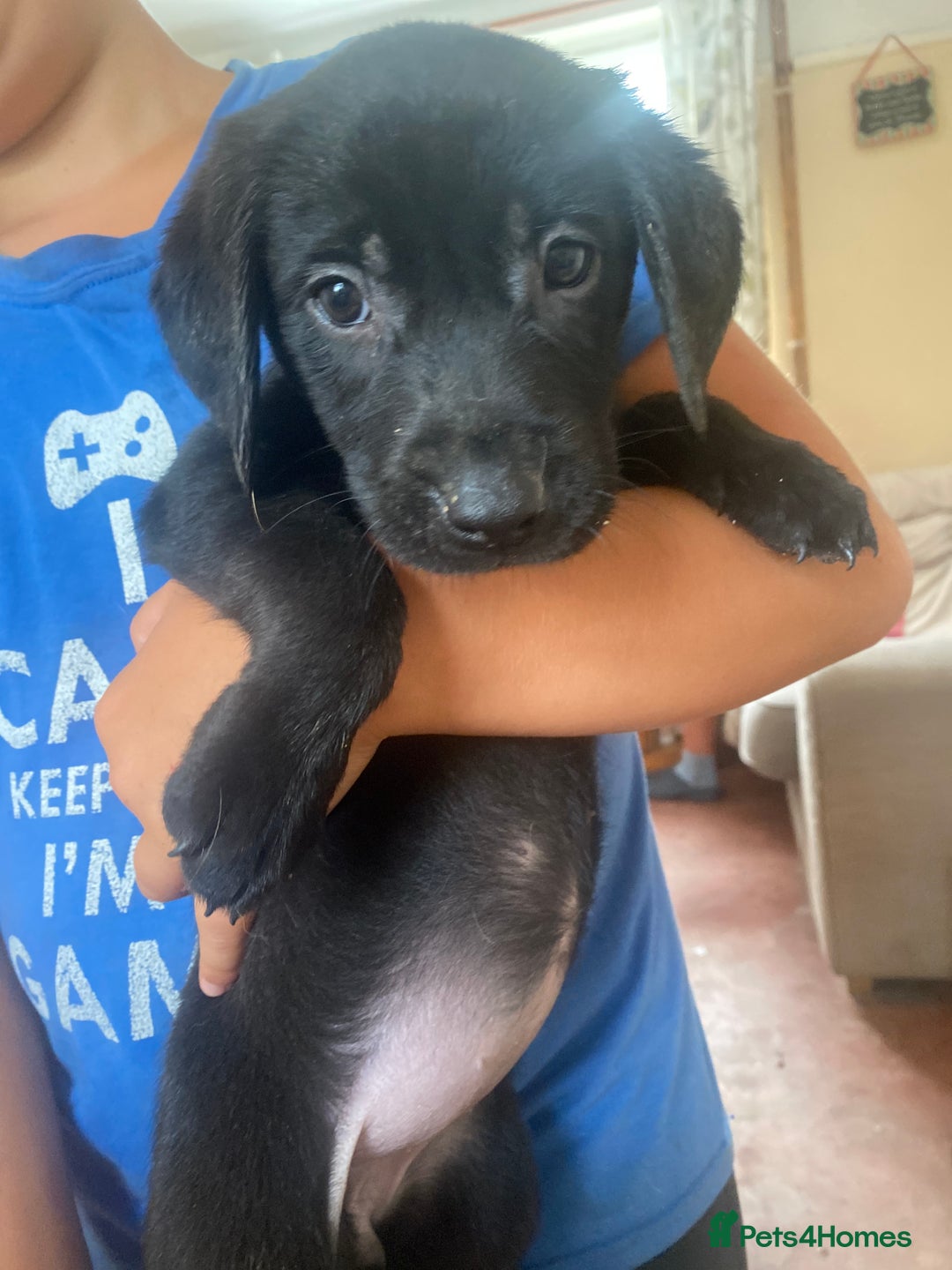 Labrador Retriever dogs for sale: Lovely Labrador puppies  - Image 27