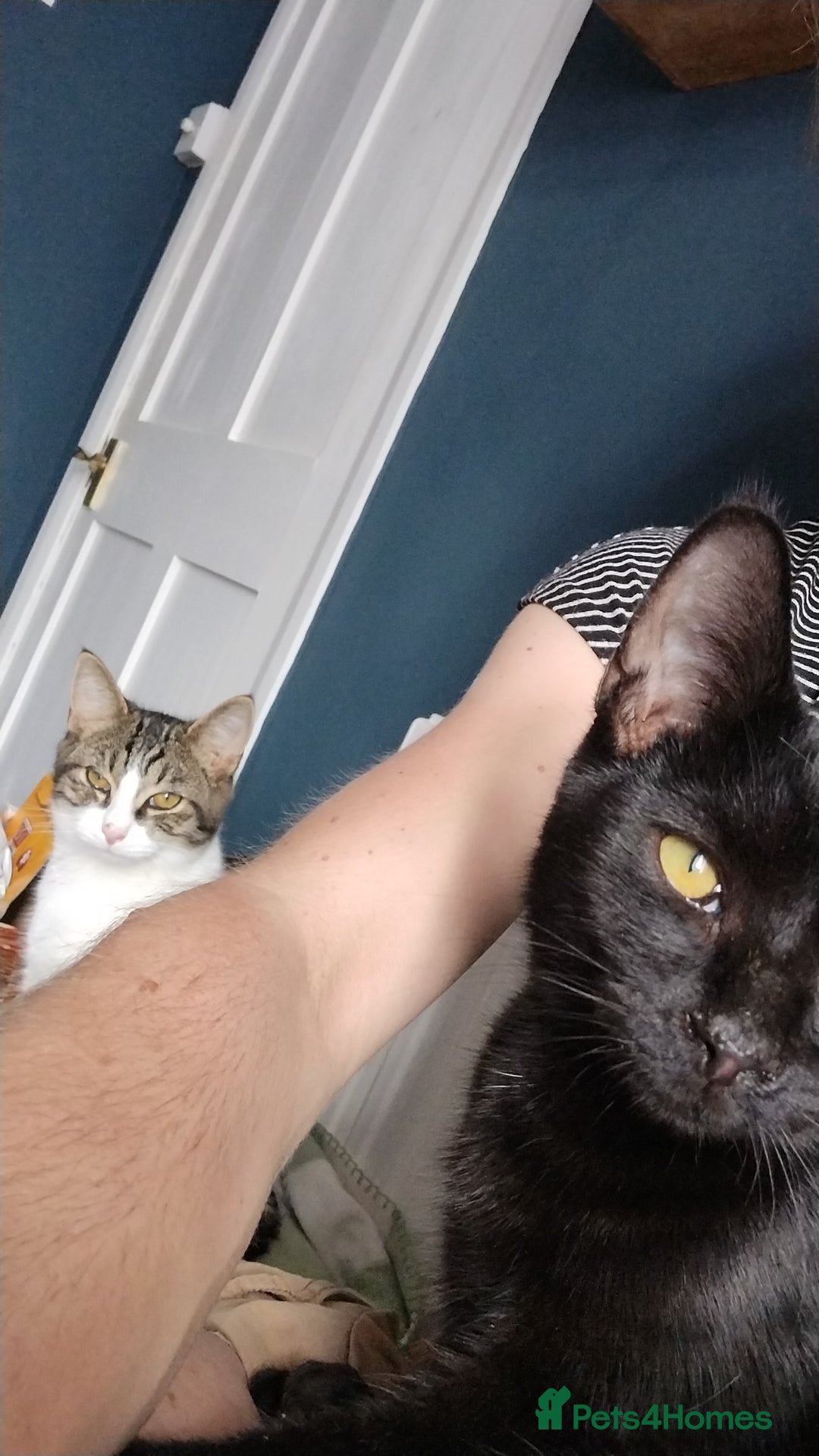 Domestic Shorthair cats for adoption: Sam & Olly, super cuddly brothers  - Image 6