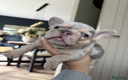 French Bulldog dogs for sale: Beautiful shades of blue babies - Image 3
