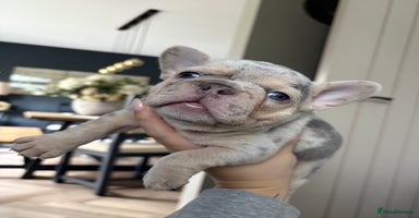 French Bulldog dogs - Advert 16