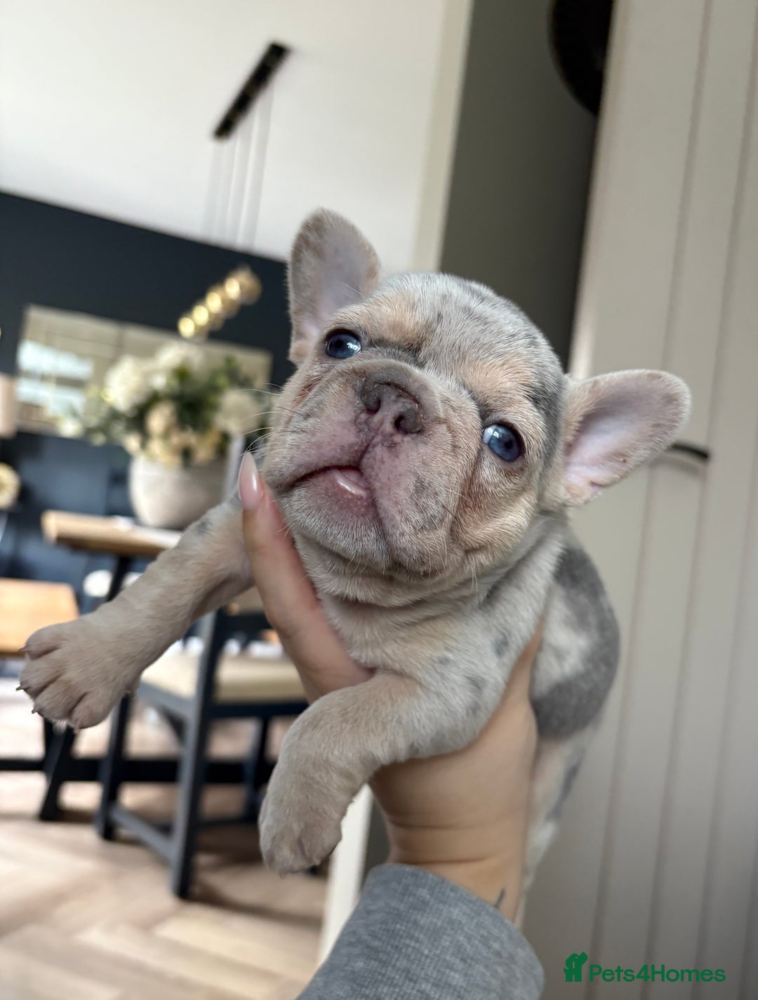 French Bulldog dogs for sale: Beautiful shades of blue babies - Image 3