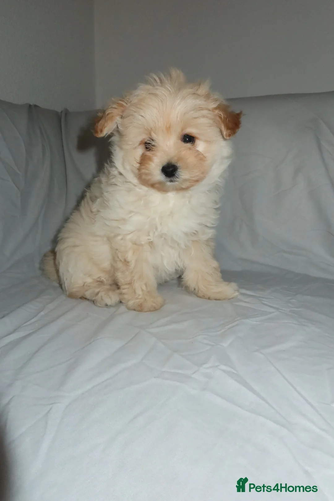 Pomapoo dogs for sale: Pomapoo puppy  - Advert 5