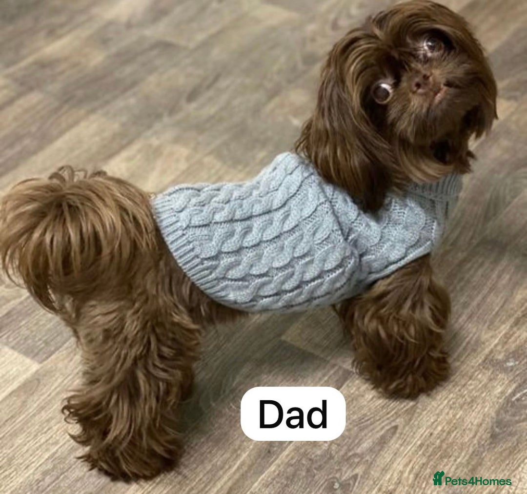 Shih Tzu dogs for sale: KC Registered Breed Standard Shih Tzu Puppies - Image 12