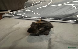 Guinea Pig rodents for sale: 1 baby boar for sale - Image 3