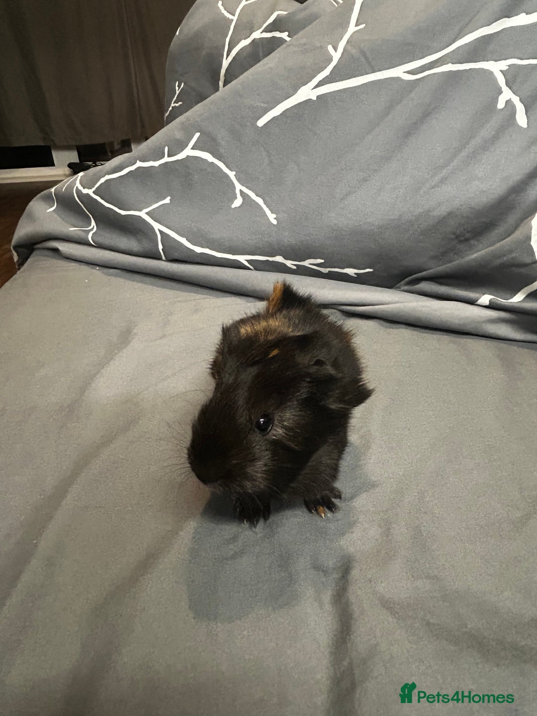 Guinea Pig rodents for sale: 1 baby boar for sale - Image 3