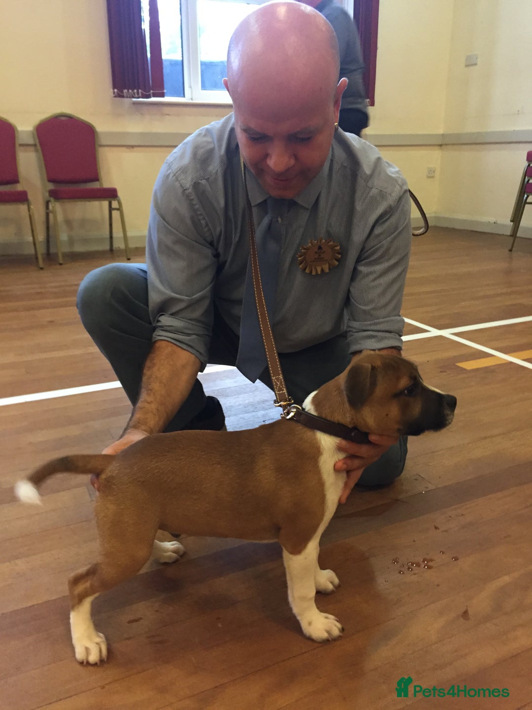 Staffordshire Bull Terrier dogs for stud: Proven Staffordshire Bull Terrier for Stud  - Image 8