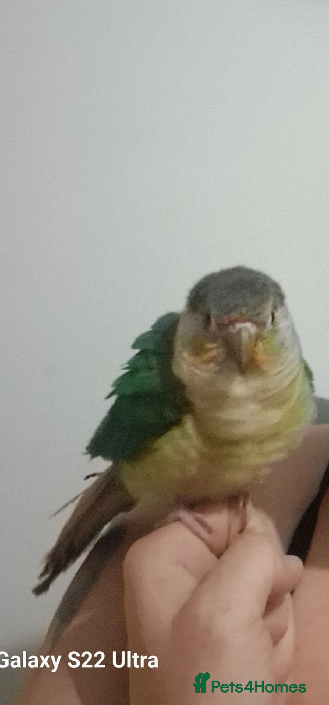 Conures birds for sale: Tame handreared turquoise green cheek conure  in Stoke-on-Trent - Advert 1