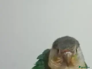 Conures birds Tame handreared turquoise green cheek conure - Advert 1