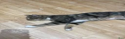 Mixed Breed cats for sale: 4 tiger striped kittens in Orpington - Advert 8