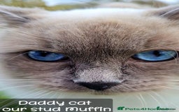 Mixed Breed cats for sale: 🎊RESERVED🎊💖Pure Blue-point mitted Ragdoll ♀️💖 - Image 14