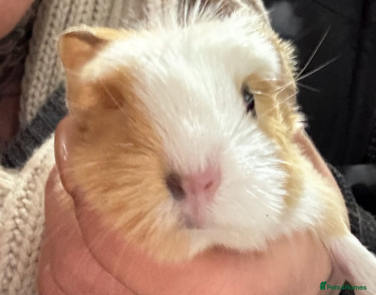 Guinea Pig rodents Guinea pigs - Advert 2