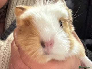 Guinea Pig rodents Guinea pigs - Advert 1