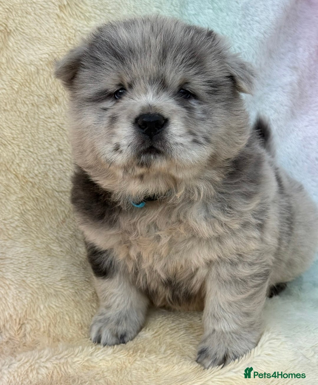 Chow Chow dogs for sale: American Blood Line Chow Chow Puppies  - Advert 14