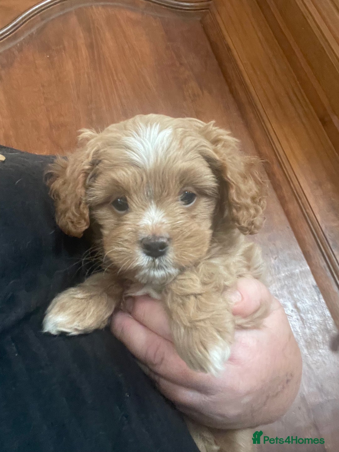 Cavapoo dogs for sale: Cavapoos puppies - Image 2