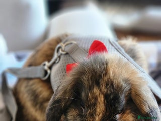 Netherland Dwarf rabbits - Advert 6