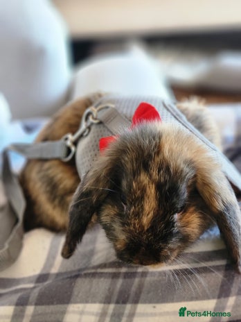 Netherland Dwarf rabbits - Advert 1