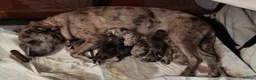 Mixed Breed dogs for sale: Staffy cross blue blooded bulldog puppies - Advert 3