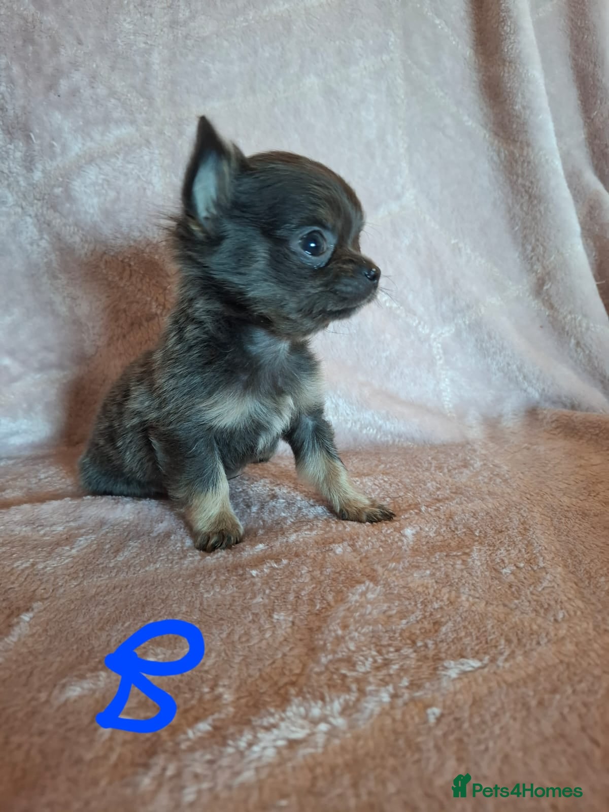 Chihuahua dogs 3 Tiny Chihuahua Pups Ready to leave  - Advert 17