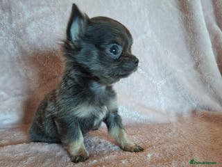 Chihuahua dogs 3 Tiny Chihuahua Pups Ready to leave - Advert 6