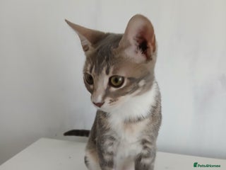 Bengal cats in Buckingham - Advert 17