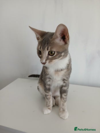 Bengal cats in Buckingham - Advert 4