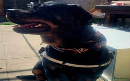 Rottweiler dogs for sale: Rottweiler  - Image 3