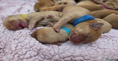 Labrador Retriever dogs - Advert 7