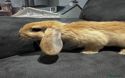 Mini Lop rabbits for sale: Gorgeous Bucks available  - Image 9