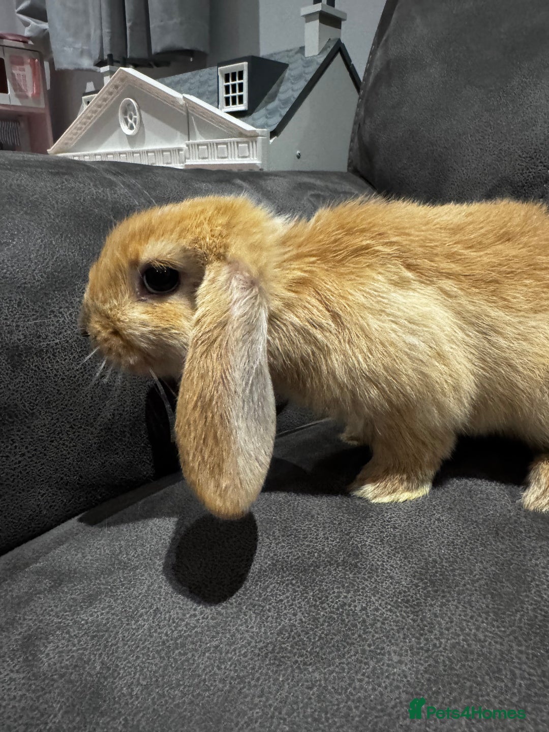 Mini Lop rabbits for sale: Gorgeous Bucks available  - Image 9